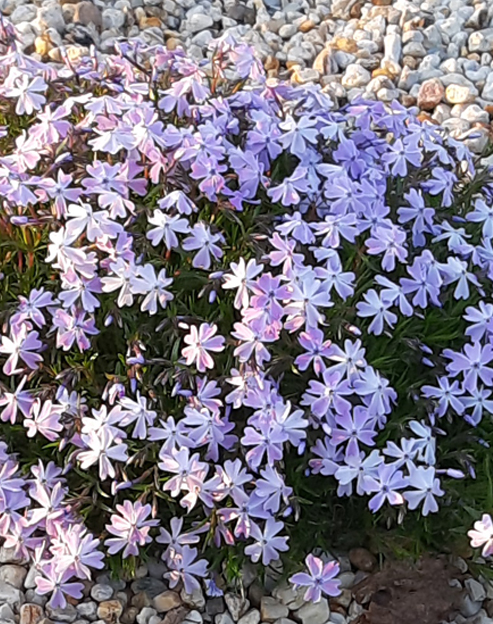 Phlox subulata `Emerald Cushion Blue`